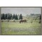 Sun Drenched II (Horse) by Elizabeth Urquhart 23-in. W x 16-in. H. Canvas Wall Art Print Framed in Grey